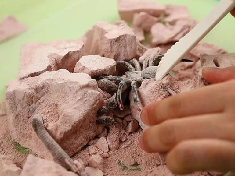 Kit DAM - Déterre tes insectes - Creepy Crawly