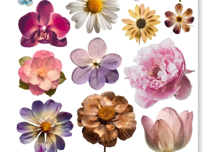 Planches d'autocollants - Fleurs - Only Happy Things