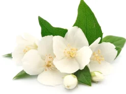 Senteur / fragrance pour bougie fleurs des îles - 27 ml