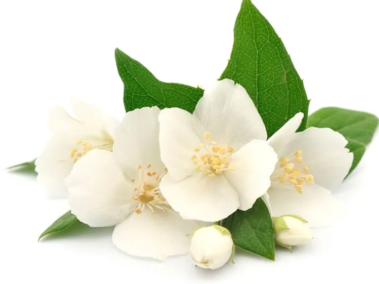 Senteur / fragrance pour bougie fleurs des îles - 27 ml